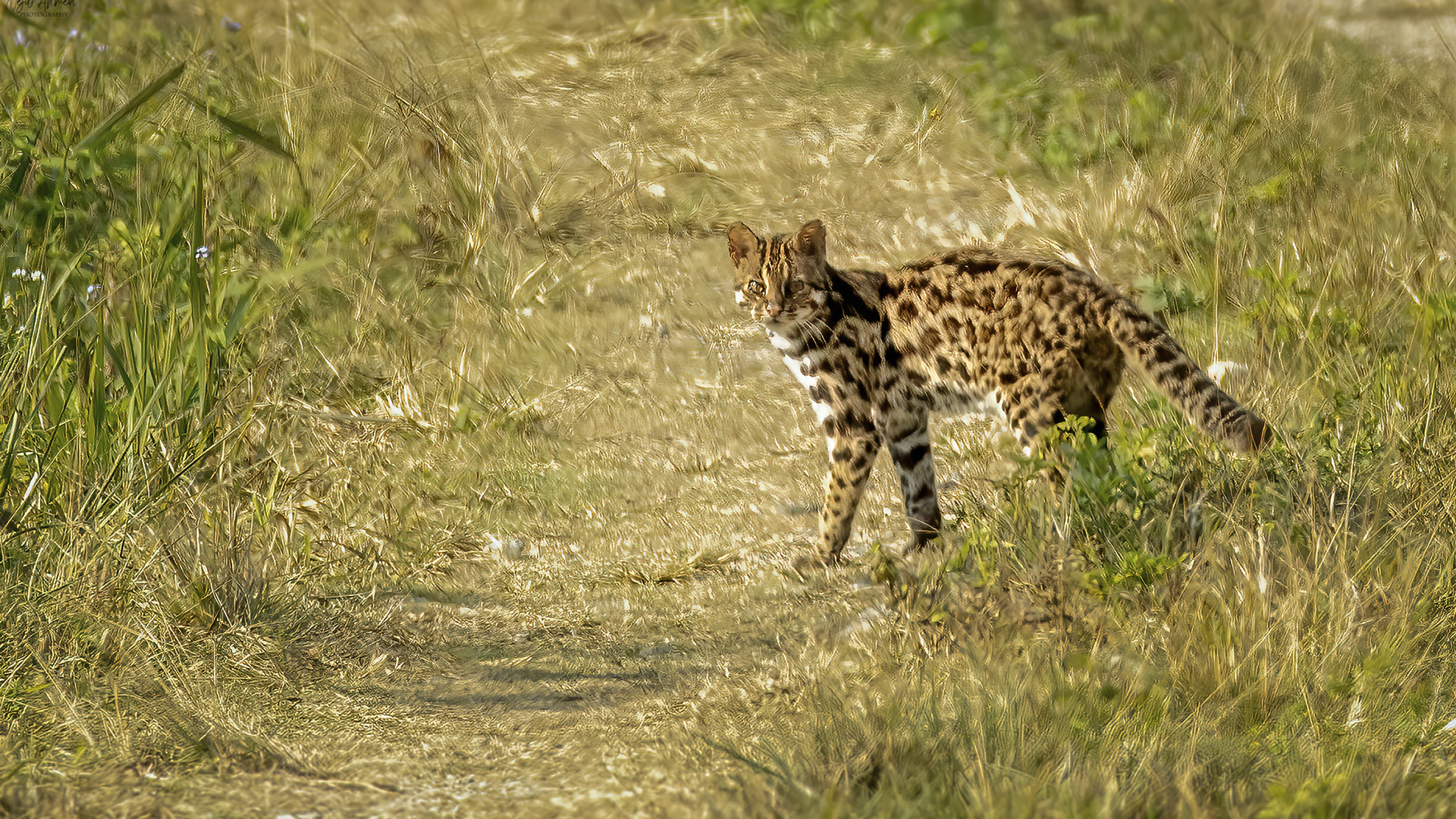 A rare sight to behold Leopard cat captured at Orang National Park